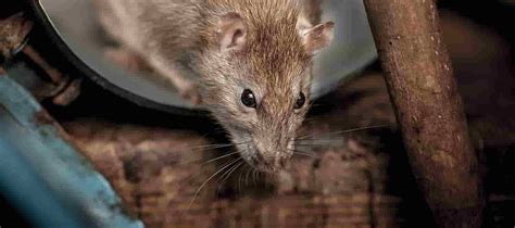Pest control Poole & Bournemouth, Rats, Mice, Wasps .